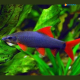 Epalzeorhynchos frenatum