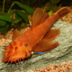 Ancistrus sp. LDA16 Red