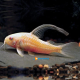 Corydoras Paleatus Albino