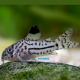 Corydoras julii
