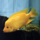Cichlasoma citrinellum