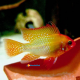 Papillochromis Ramirezi albino