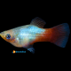 Xiphophorus maculatus Platy blu Red 