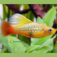 Xiphophorus maculatus Platy Golden 