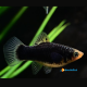 Xiphophorus Maculatus Platy Black