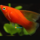 Xiphophorus maculatus red coral