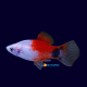 Xiphophorus Mikey mouse