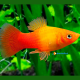 XIPHOPHORUS MACUL. SUNSET