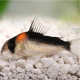 Corydoras duplicareus
