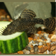 Ancistrus temminckii