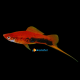 Coppia Xiphophorus helleri Tuxedo red