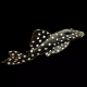 L201 Hypancistrus inspector 4/6cm