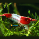 Neocaridina Red Rili