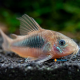 Corydoras aeneus