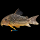 Corydoras Sterbai