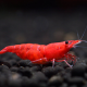 Neocaridina Sakura Red