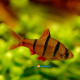 Barbus Pentazona