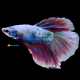 Betta Splendents Half Moon