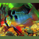 Papillochromis Ramirezi
