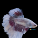 Betta Splendents Half Moon