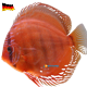 Discus Brown 16/18cm.