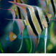 PTEROPHYLLUM PERU ALTUM 6/7cm