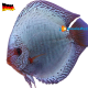 Discus Diamond Snake 13/15 cm