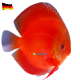 Discus 7/8cm Marlboro Red 