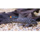 Peckolita sp. king-tiger-pleco L066  4\5cm