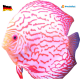 Discus pigeon Blood 10-12 cm
