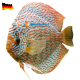 Discus Leopard 16 cm