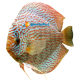 Discus Leopard 16/18 cm