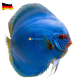 Discus Blu Diamond 14cm
