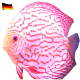 Discus 7 cm Pigeon Blood Blu/Red 