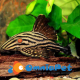 Panaque Nigrolineatus L 190 5/7cm