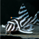Hypancistrus Zebra L046   3-3,5cm