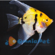 Scalari Yellowhead 3/3,5 cm