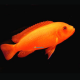 1 Coppia Pseudotropheus Zebra Red+Red 9/10cm