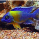 1 Coppia Aulonocara Maulana 8/9cm.
