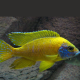 1 Coppia Aulonocara Maleri 10cm.