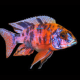 1 Coppia Aulonocara Calico 7cm