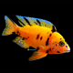 1 Coppia Aulonocara Calico Orange Blanche 5/6cm.
