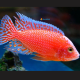 1 Coppia Aulonocara Fire Fish Albino 7/9cm.
