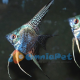 Scalari California 3,3,5 cm