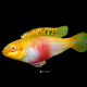1 Coppia Pelvicachromis Pulcher Albino Red 6/7cm