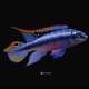 1 Coppia Pelvicachromis Pulcher Blù XL
