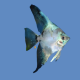 Scalari Paraiba Blù 5/5,5cm