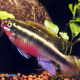 1 Coppia Pelvicachromis Sacrimontis 4,5/6cm
