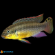 1 Coppia Pelvicachromis Teniatus Kienke XL