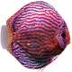 Discus RT Heckel